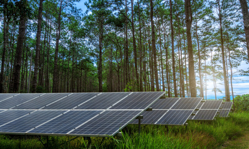photovoltaic solar power panel  on larch forest summer with different trees, Alternative concept,Clean Green energy